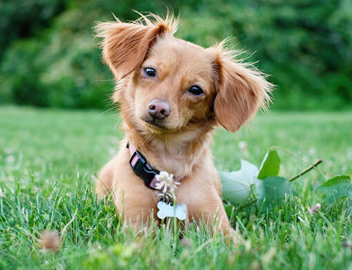 Chiweenie Dog Breed Information Purina